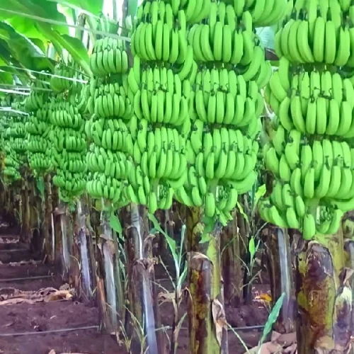 New Project - 2026-02-12T170151.513