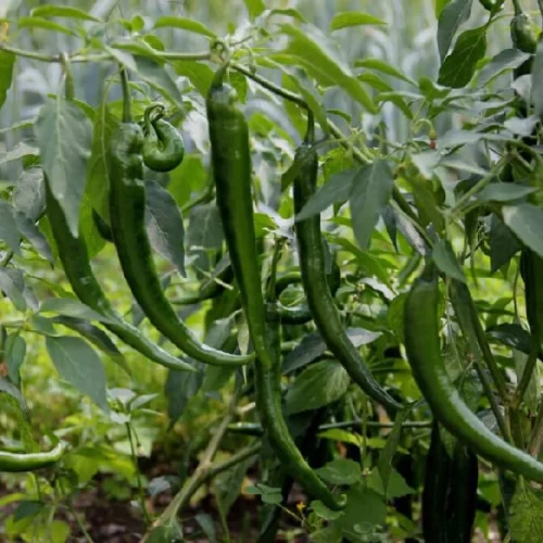 New Project - 2026-02-12T170451.009