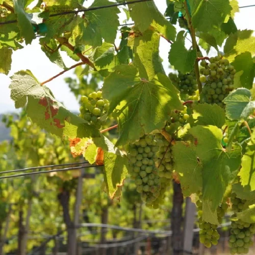 New Project - 2026-02-12T170642.286